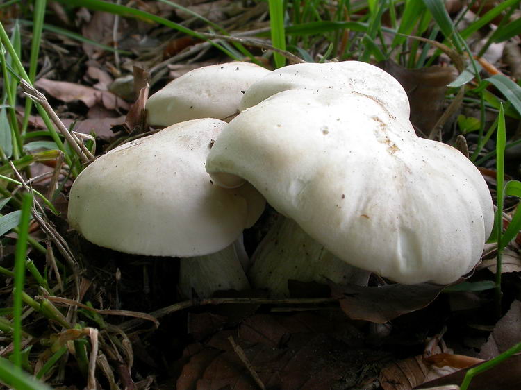 Calocybe gambosa Bild 5