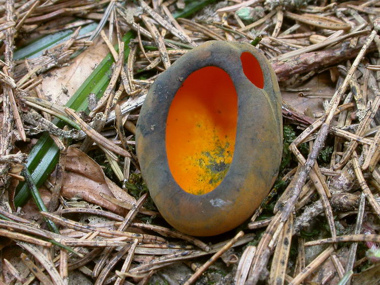 Caloscypha fulgens Bild 1