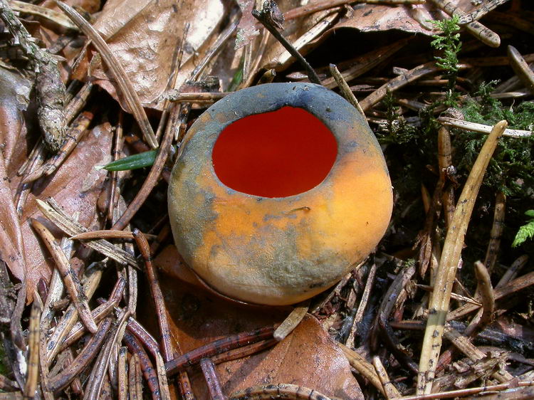 Caloscypha fulgens Bild 2