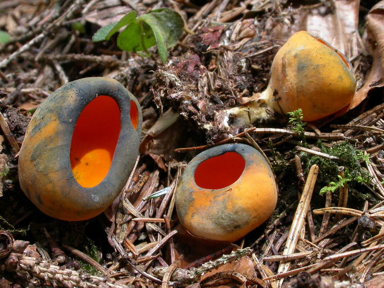 Caloscypha fulgens Bild 1