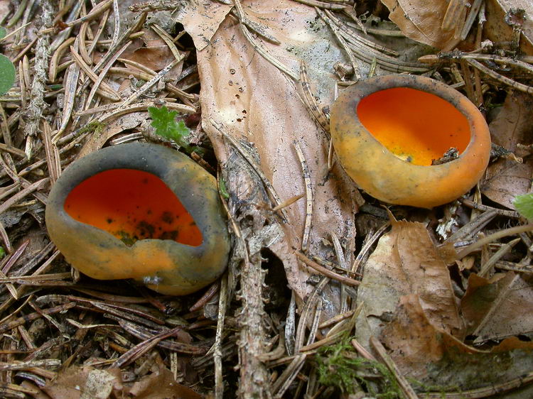 Caloscypha fulgens Bild 4