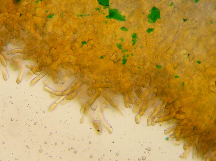 Caloscypha fulgens Bild 5