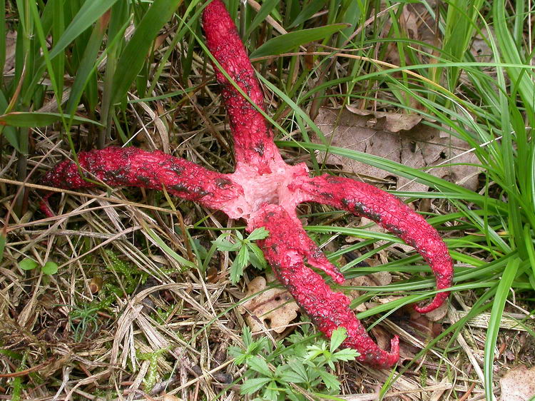 Clathrus archeri Bild 1