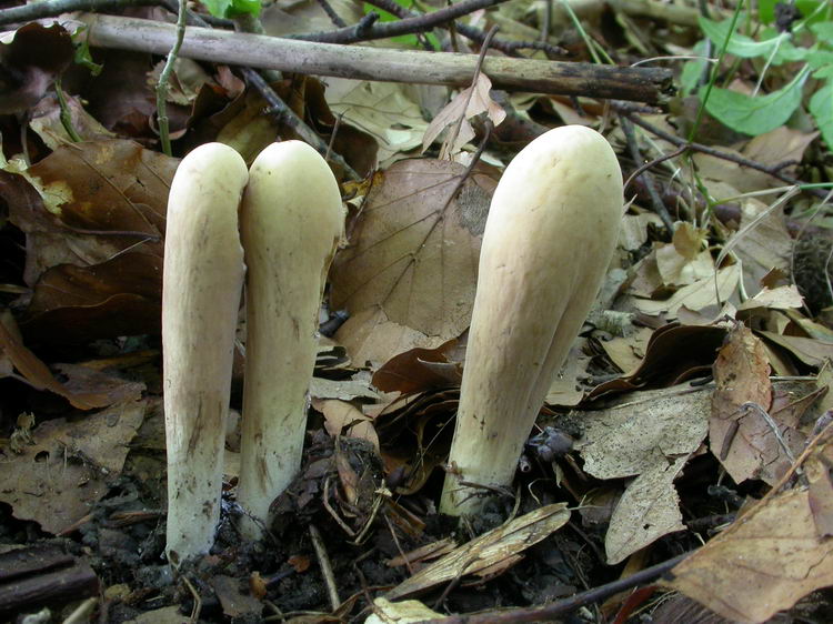 Clavariadelphus pistillaris Bild 2