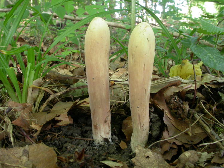 Clavariadelphus pistillaris Bild 4