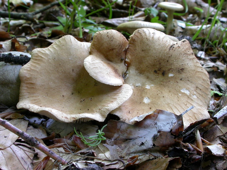 clitocybe costata Bild 1