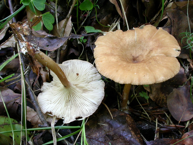 clitocybe costata Bild 2