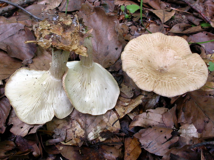 clitocybe costata Bild 3