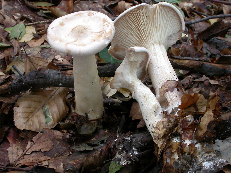 Clitocybe geotropa Bild 1