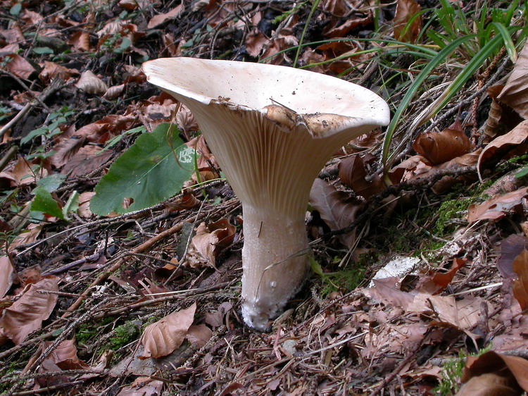 Clitocybe geotropa Bild 2