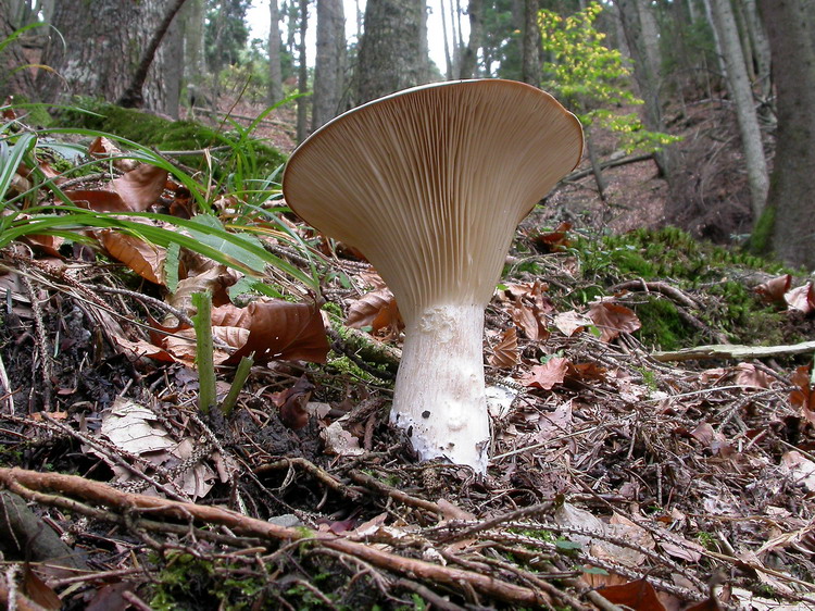 Clitocybe geotropa Bild 3