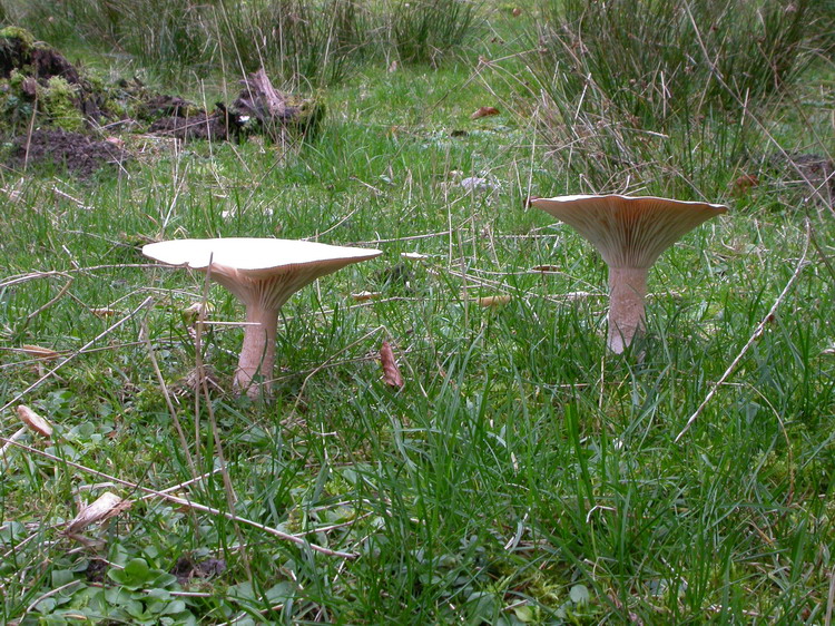 Clitocybe geotropa Bild 4
