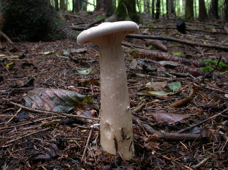 Clitocybe geotropa Bild 5