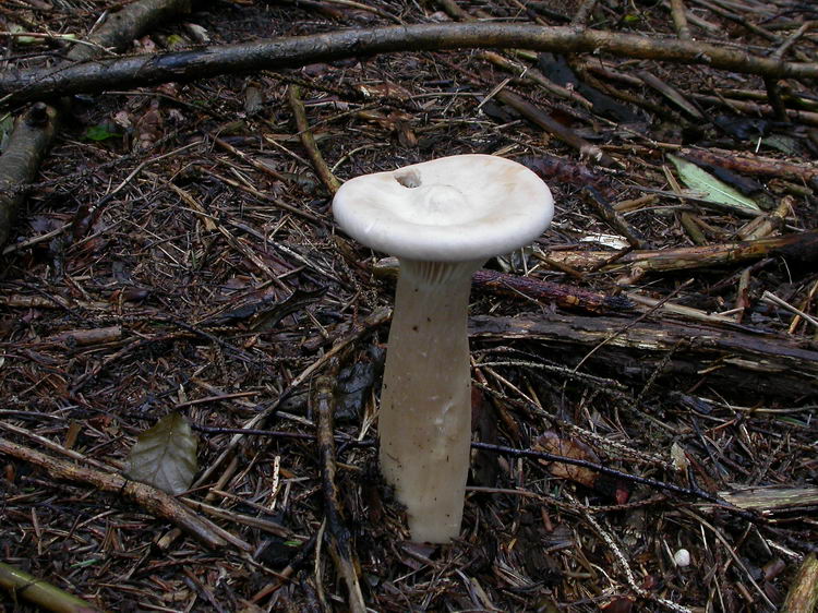 Clitocybe geotropa Bild 6