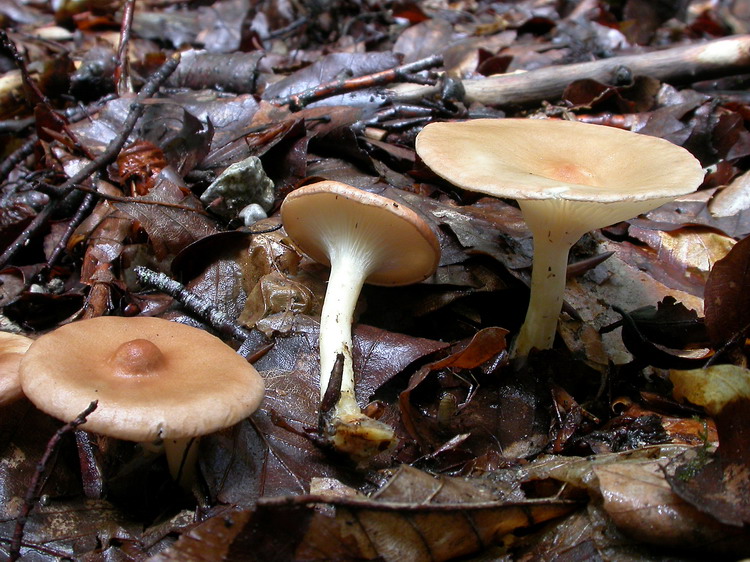 Clitocybe gibba Bild 2
