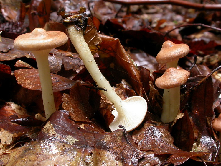Clitocybe gibba Bild 3