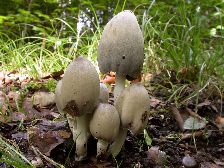 Coprinopsis atramentaria Bild 1