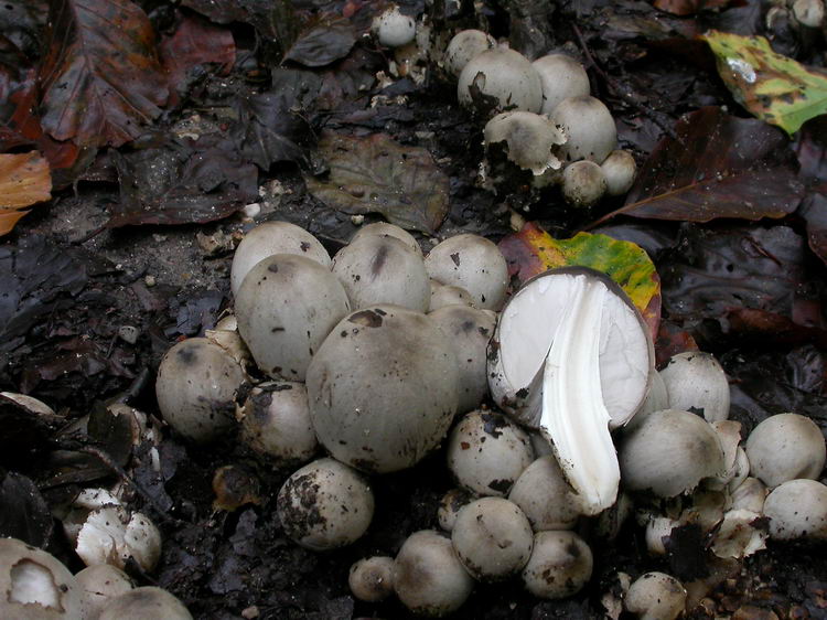 Coprinopsis atramentaria Bild 2