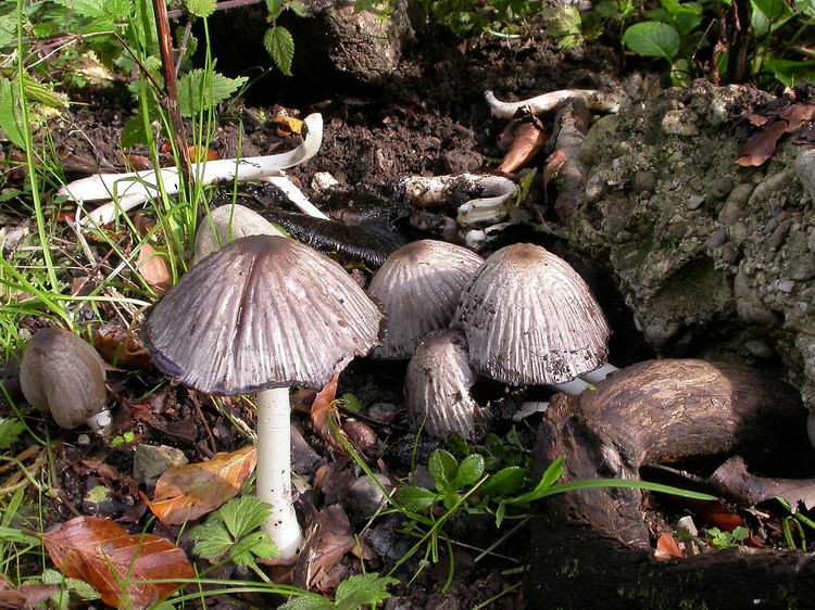 Coprinopsis atramentaria Bild 3
