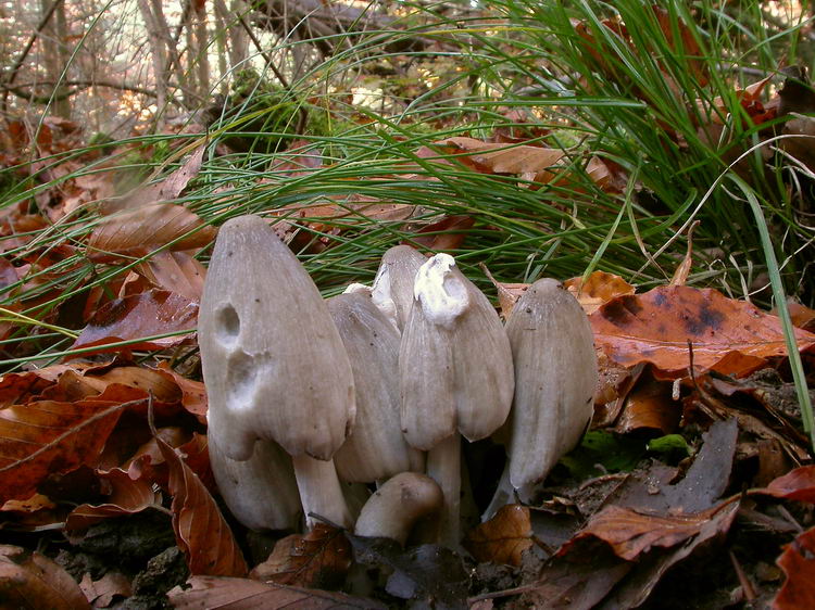 Coprinopsis atramentaria Bild 4