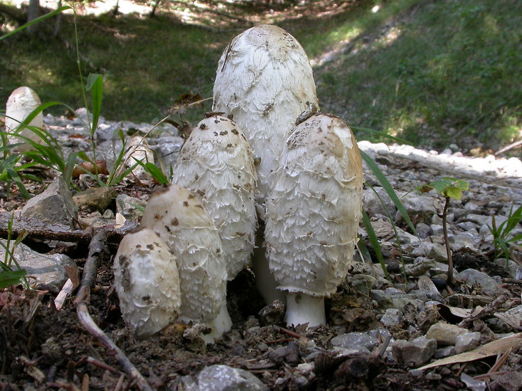 Coprinus comatus Bild 1