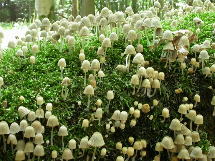 Coprinellus disseminatus Bild 2