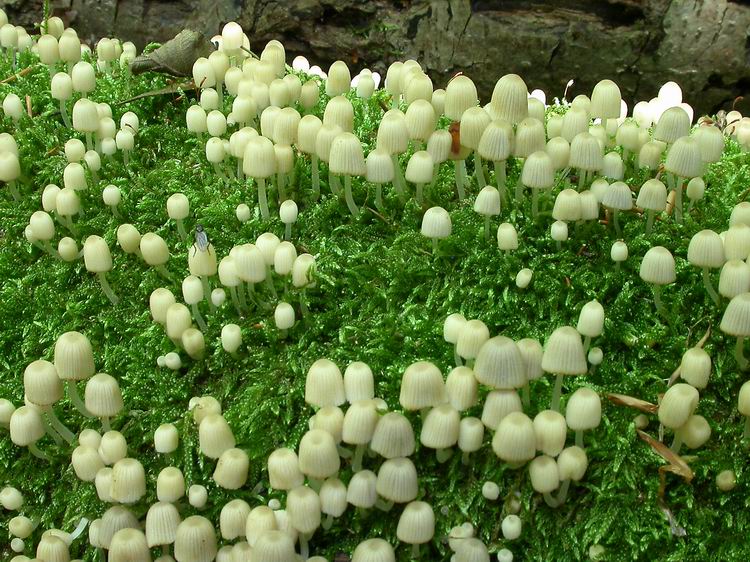 Coprinellus disseminatus Bild 4
