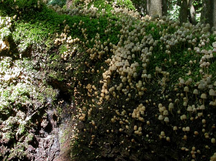 Coprinellus disseminatus Bild 5