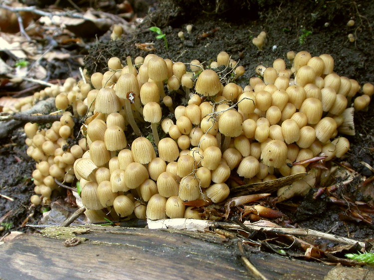 Coprinellus disseminatus Bild 7