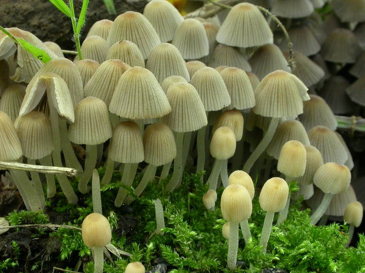 Coprinellus disseminatus Bild 9