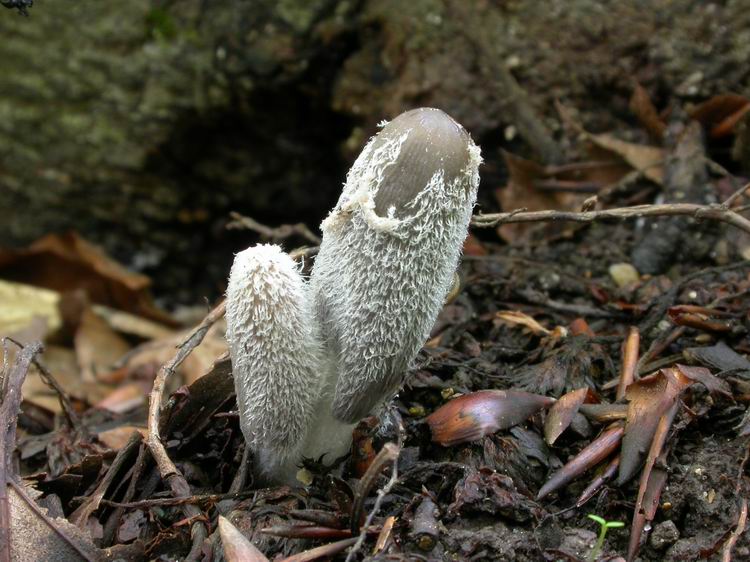 Coprinopsis lagopus Bild 4