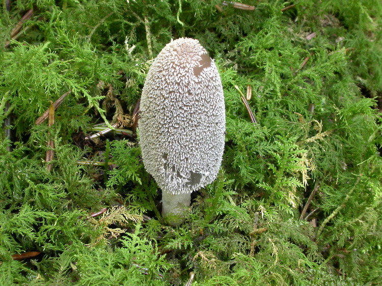 Coprinopsis lagopus Bild 5