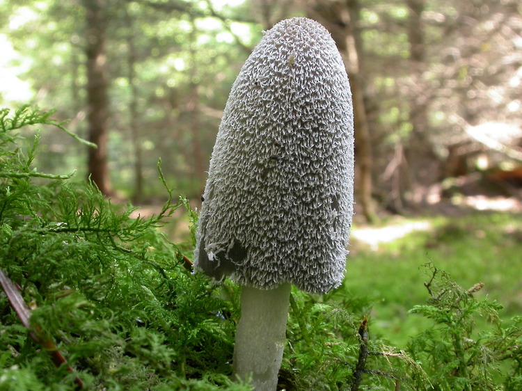 Coprinopsis lagopus Bild 6