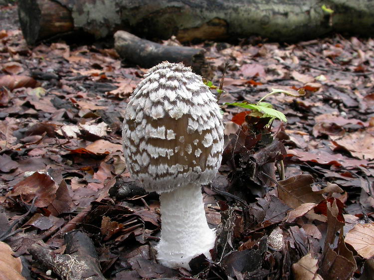 Coprinopsis picacea Bild 1