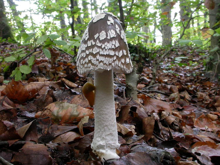 Coprinopsis picacea Bild 2