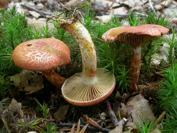 Cortinarius bolaris Bild 1