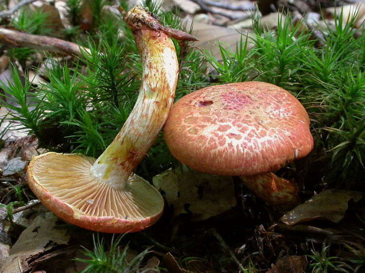 Cortinarius bolaris Bild 2