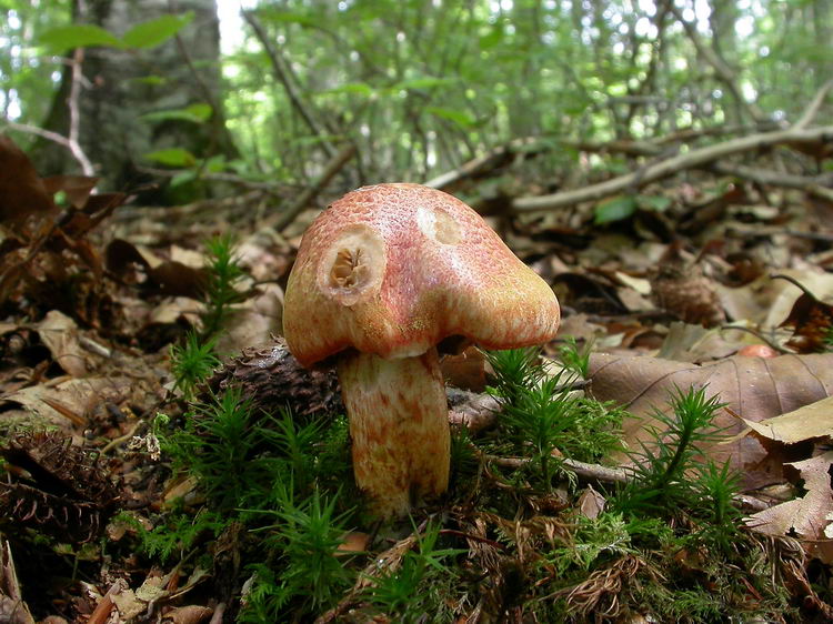 Cortinarius bolaris Bild 3