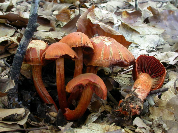 Cortinarius cinnabarinus Bild 4