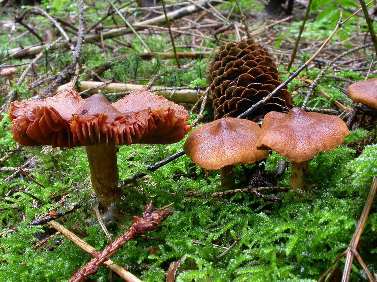 cortinarius rubellus Bild 2
