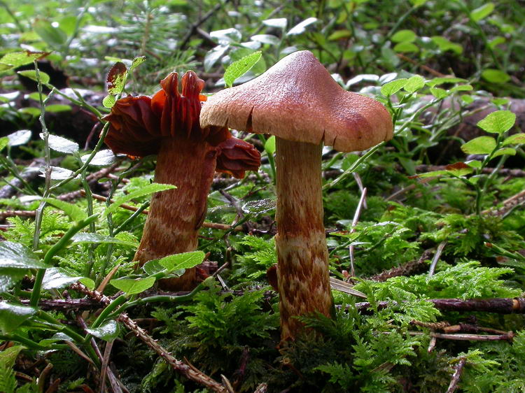 Cortinarius rubellus Cooke Bild 4