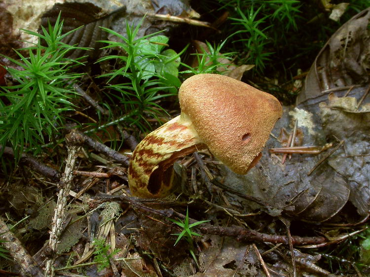 Cortinarius rubellus Cooke Bild 5