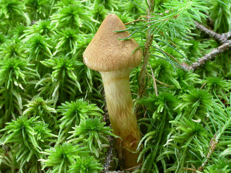 Cortinarius rubellus Cooke Bild 7