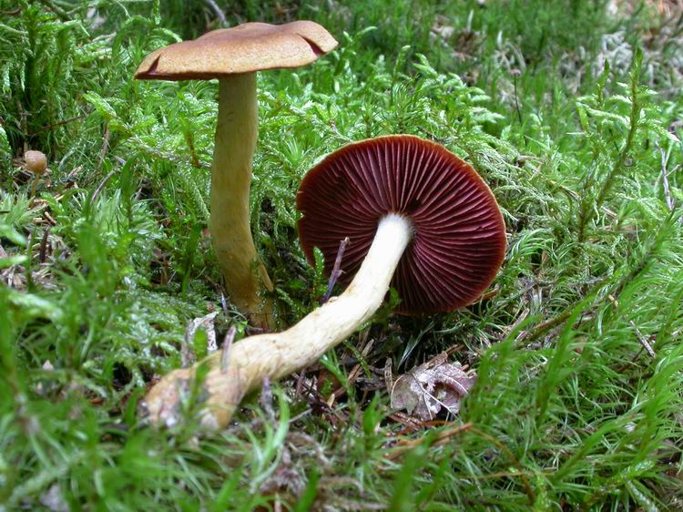 Cortinarius semisanguineus Bild 1