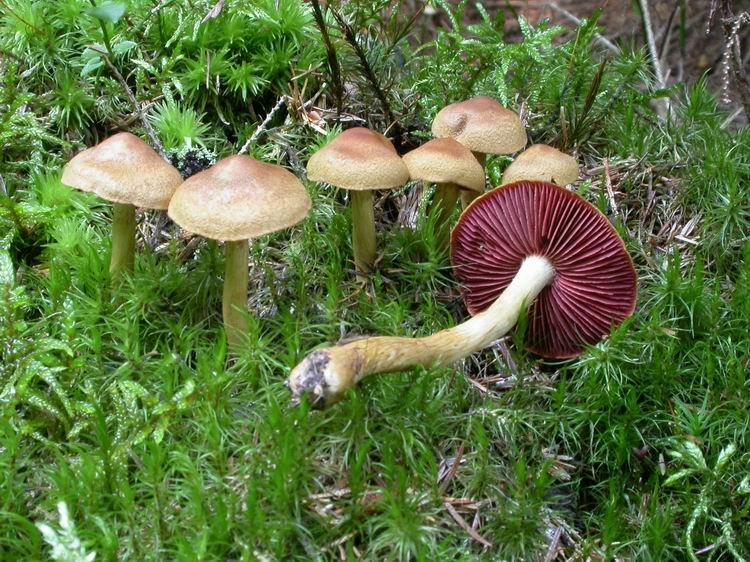 Cortinarius semisanguineus Bild 2