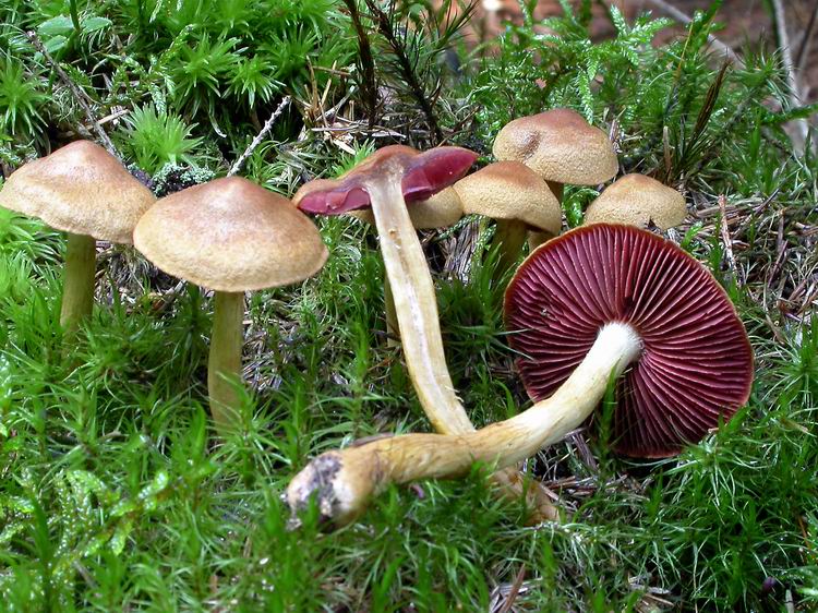 Cortinarius semisanguineus Bild 3