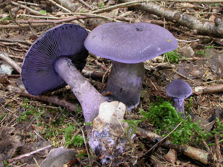 Cortinarius violaceus Bild 1