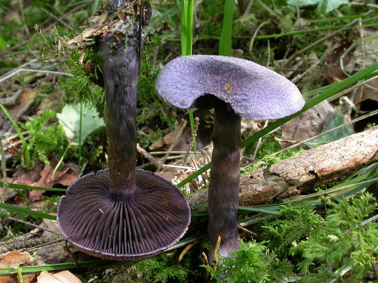cortinarius violaceus Bild 2