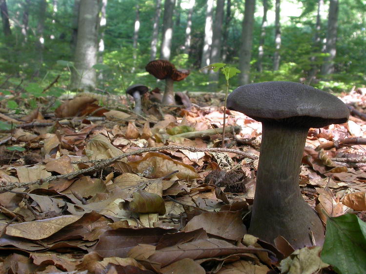 cortinarius violaceus Bild 3