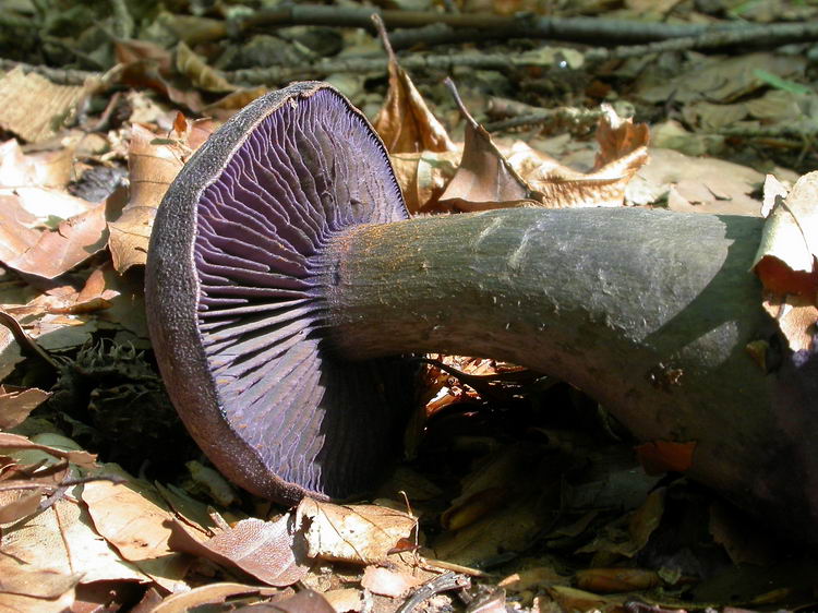 Cortinarius violaceus Bild 4